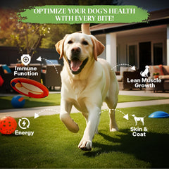 PetMix Healthy Dogma con cordero, arándanos y zanahoria, ingredientes naturales para energía.