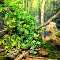 HERCOCCI Reptile Plants ambiente-natural: imita el hábitat y promueve exploración.