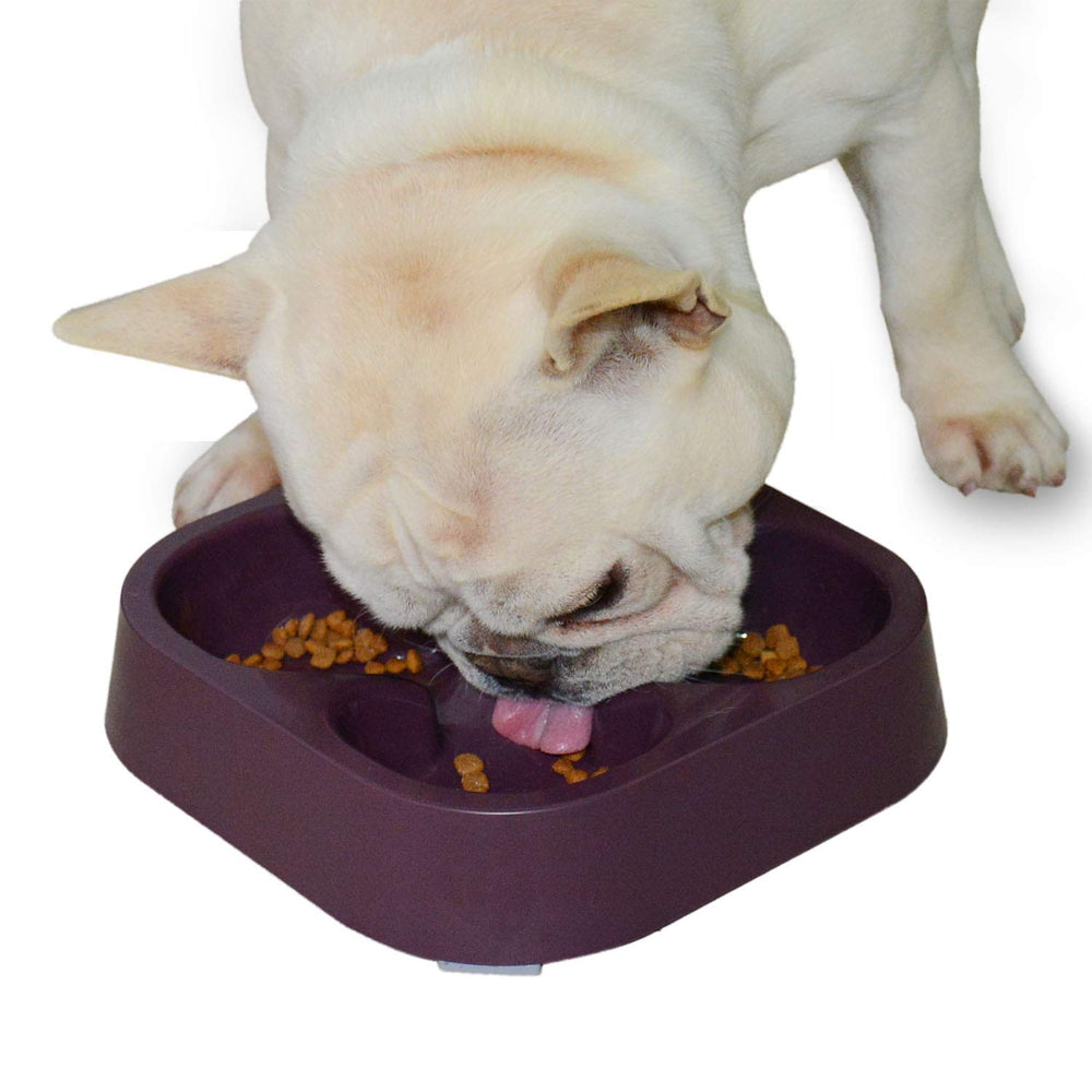 Bebedero lento Hifrenchies con trébol de cuatro hojas para Bulldog Francés, ayuda a comer despacio