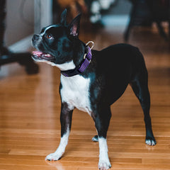 Hikiko collar martingale para uso diario y entrenamiento suave.