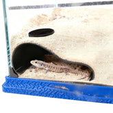 Hollima cueva subterránea con vista para observar reptiles con seguridad