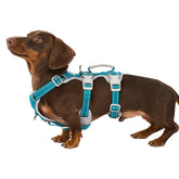 Huntboo arnés azul verdoso XS, vista frontal, ajuste cómodo para paseos seguros.