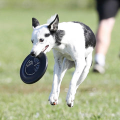 Hyperflite Pup Jawz disco de 7 pulgadas, ideal para perros pequeños.