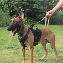 Icefang correa para perro reflectante, ideal para paseos nocturnos con mayor visibilidad.