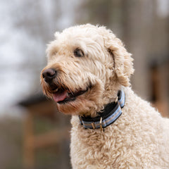 Collar martingale If It Barks con nylon tejido resistente para uso diario