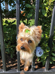 Arnés para Perro Fencemate (Talla Pequeña) 12-16 Pulgadas – Seguridad contra Escape