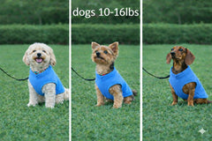 Chaleco Jacko & Co para perro tejido lana suave azul calentando sin abultar