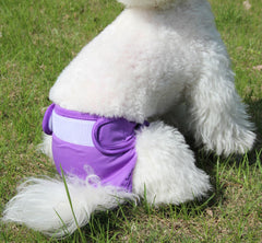 JoyDaog pañales para perra XXL con absorción doble para mayor protección.