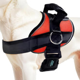 Joyride Harness 2.0 ofrece ajuste preciso para paseos cómodos y seguros