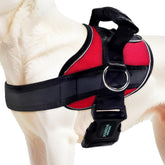 Joyride Harness demuestra la guía de tallas para un ajuste perfecto y cómodo.