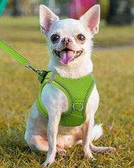Arnés Joytale para perro pequeño con cierre rápido, fácil de colocar.