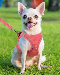 Arnés Joytale para perro pequeño con reflectivo 360° para mayor visibilidad nocturna.
