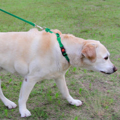 Joytale collar martingale nailon duradero para uso diario