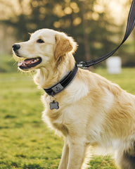 Collar Joytale con hebilla de metal duradera para perros que tiran