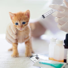 Jeringa Jutom para gatito de 10 ml, claro para control de flujo.