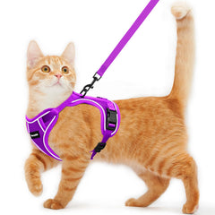 Kaazylab arnés gato seguro en acción, ideal para paseos tranquilos.