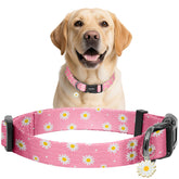 Collar Kazazoo rosa Daisy, frente, cómodo para paseos diarios.