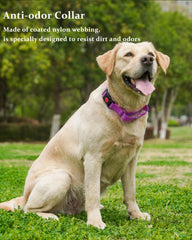 Kidding Pets Collar Martingale para playa, resistente al agua, perfecto para aventuras al aire libre.