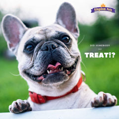 Etiqueta Kingdom Pets con cuatro ingredientes, sin rellenos ni conservantes artificiales.