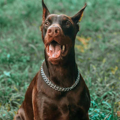 Kingoldogs collar plata para perros grandes diseño robusto y resistente