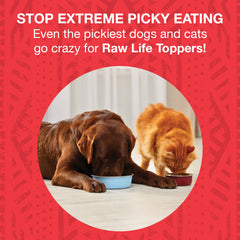 KOHA Raw Life Aderezo Crudo servido en plato, ideal para mascotas exigentes.