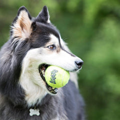KONG Air Dog SqueakAir: juego exterior e interior para perros.