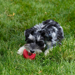 KONG Donut: juego fetch interior y exterior para perros activos