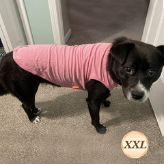 KYEESE camiseta perro tejido ligero transmite frescura durante caminatas casuales.