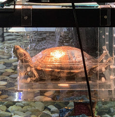 LaBrinx Designs rampa tortuga acuario cristal, acceso fácil fuera del agua