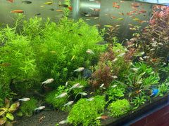 LANDEN Sustrato Agua color negro, base estética para acuarios plantados.