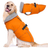 Abrigo impermeable LeLePet protegiendo al perro de lluvia durante paseos.