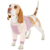 LeLePet traje recuperación para patas delanteras protege la herida.