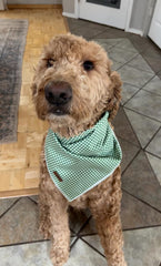 Bandana para perro Lionet Paws, triángulo estampado, ideal para paseos y eventos.