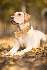 Hebilla metalica en collar Lionet Paws, durabilidad para aventuras