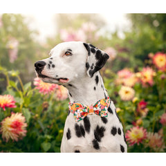 Collar ajustable de Lionheart glory con lazo, perfecto para paseos seguros y cómodos