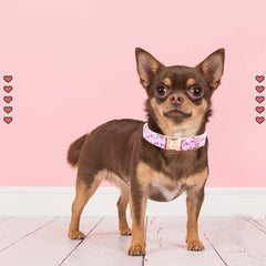 Collar Lionheart Glory diseño rosa primavera, suave y duradero