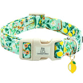 Collar Lionheart Glory con estampado de limones para estilo fresco y cómodo.