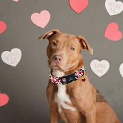 Collar Lionheart glory ajustable, apto para diferentes tamaños de perro.