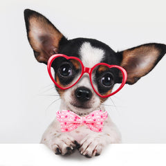 Lionheart Glory collar rosa talla XS, ligero y cómodo para perros pequeños