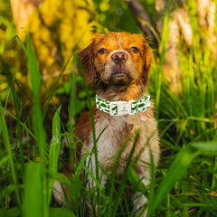 Lionheart Glory collar ideal para uso diario, sesiones de fotos y eventos.