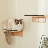 LIORCE escaleras para gatos en pared, dos peldaños fuertes para trepar y jugar
