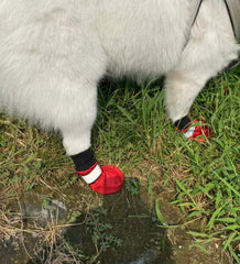 LONSUNEER botas invierno para perros: protección de patas en exterior.