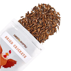 luckqyworms grillos secos listos para aves y reptiles, sin preparar
