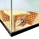 Lucky Critter tunel subterráneo para cangrejo ermitaño promueve exploración segura