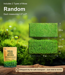 LUCKYRUNES musgo vivo conjunto rehidratación rápida tras pulverizar.