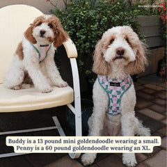 Lucy & Co. arnés reversible Just Chill para perro, vista espalda, ajuste seguro