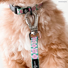 Lucy & Co. collar perro con ajuste regulable para comodidad diaria.