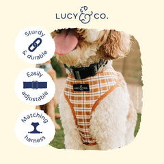 Lucy & Co collar en uso con ajuste cómodo para perros de todos los tamaños