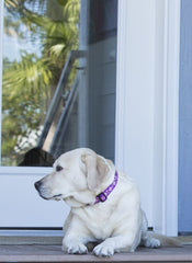 Seguridad durante caminatas con LupinePet Originals collar martingale Jardin Rosas