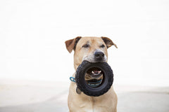 Mammoth TireBiterII: diseño tipo llanta para perros grandes, resistente y duradero.